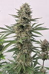 Tahoe Cookies | Autoflower Feminized | Cannabis Seeds