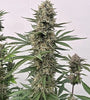 Tahoe Cookies | Autoflower Feminized | Cannabis Seeds
