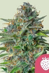 Strawberry Cough | Feminized  | Cannabis Seeds