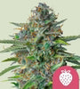 Strawberry Cough | Feminized  | Cannabis Seeds
