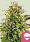 Alien OG  | Feminised | Cannabis Seeds