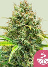 Lemon Skunk | Feminized | Cannabis Seeds