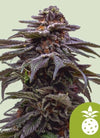 Tropicana Cookies Purple Autoflower Feminized Cannabis Seeds | Exotic Hybrid