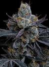 White Runtz | Feminized | Cannabis Seeds
