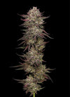 Chicken n' Wafflez | Feminized  | Cannabis Seeds
