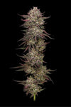 Chicken n' Wafflez | Feminized  | Cannabis Seeds