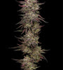 Chicken n' Wafflez | Feminized  | Cannabis Seeds