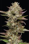 Moon Fog | Feminized  | Cannabis Seeds