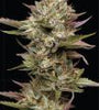 Moon Fog | Feminized  | Cannabis Seeds