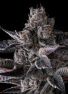 New Money | Feminized | Cannabis Seeds