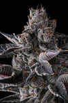 New Money | Feminized | Cannabis Seeds