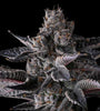 New Money | Feminized | Cannabis Seeds