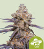 Mexican Rush | Autoflower Feminised | Cannabis Seeds