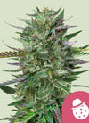 Do-Si-Dos | Feminized | Cannabis Seeds