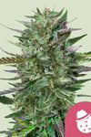 Do-Si-Dos | Feminized | Cannabis Seeds
