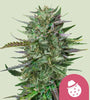 Do-Si-Dos | Feminized | Cannabis Seeds