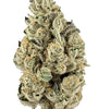 Harlequin | Feminized  | Cannabis Seeds