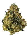 Alien Cookies | Feminized | Cannabis Seeds