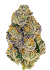 Gumbo | Feminized  | Cannabis Seeds