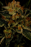 24K Gold | Feminized | Cannabis Seeds