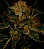 24K Gold | Feminized | Cannabis Seeds