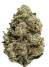 Horchata | Feminized | Cannabis Seeds