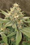 3 Kings | Cannabis Seeds | Sativa-Dominant Hybrid