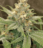 3 Kings | Cannabis Seeds | Sativa-Dominant Hybrid