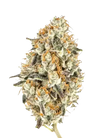 White Truffle | Feminized | Cannabis Seeds