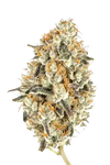 White Truffle | Feminized | Cannabis Seeds