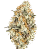 White Truffle | Feminized | Cannabis Seeds