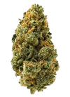 Big Bud | Feminized  | Cannabis Seeds