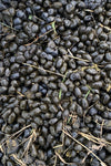 Organic Alpaca Manure | Magic Beans Fertilizer for Cannabis