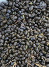 Organic Alpaca Manure | Magic Beans Fertilizer for Cannabis