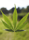Crownshade Trio | Royal Nightfall Collection | 15 Feminized Cannabis Seeds