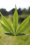 Crownshade Trio | Royal Nightfall Collection | 15 Feminized Cannabis Seeds