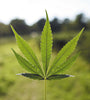 Crownshade Trio | Royal Nightfall Collection | 15 Feminized Cannabis Seeds