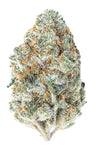 Chocolope | Feminized | Cannabis Seeds