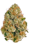 AK-47 | Feminized | Cannabis Seeds