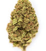 Gelonade | Feminized | Cannabis Seeds