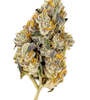 Lemon Cherry Gelato | Feminized | Cannabis Seeds