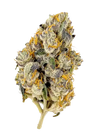 Layer Cake Strain Feminized Seeds | Premium Indica-Dominant Hybrid