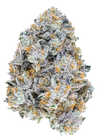 Permanent Marker | Feminized | Cannabis Seeds