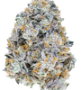 Permanent Marker | Feminized | Cannabis Seeds