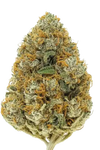 Grapefruit | Feminized | Cannabis Seeds