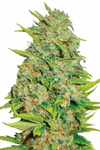 AK-47 | Autoflower | Cannabis Seeds | Sativa-Dominant Hybrid