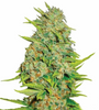 AK-47 | Autoflower | Cannabis Seeds | Sativa-Dominant Hybrid