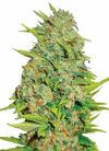 AK-47 | Feminized | Cannabis Seeds