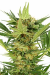 Patriot | 15 Cannabis Seeds Mix Pack