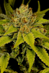 Afghani | Autoflower | Cannabis Seeds | Indica Strain